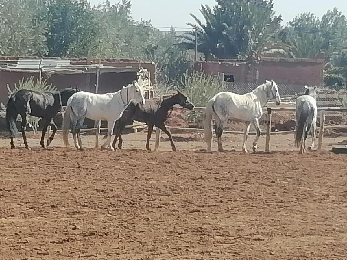Dar Alfourssane Ferme D'Hote Varzazat Dış mekan fotoğraf