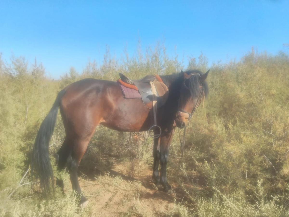 Dar Alfourssane Ferme D'Hote Varzazat Dış mekan fotoğraf
