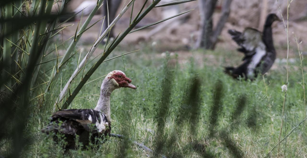 Dar Alfourssane Ferme D'Hote Varzazat Dış mekan fotoğraf