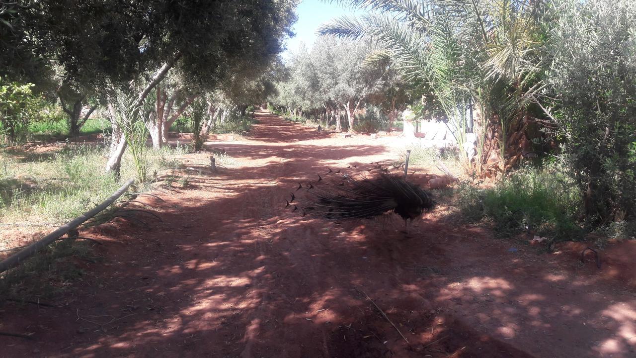 Dar Alfourssane Ferme D'Hote Varzazat Dış mekan fotoğraf