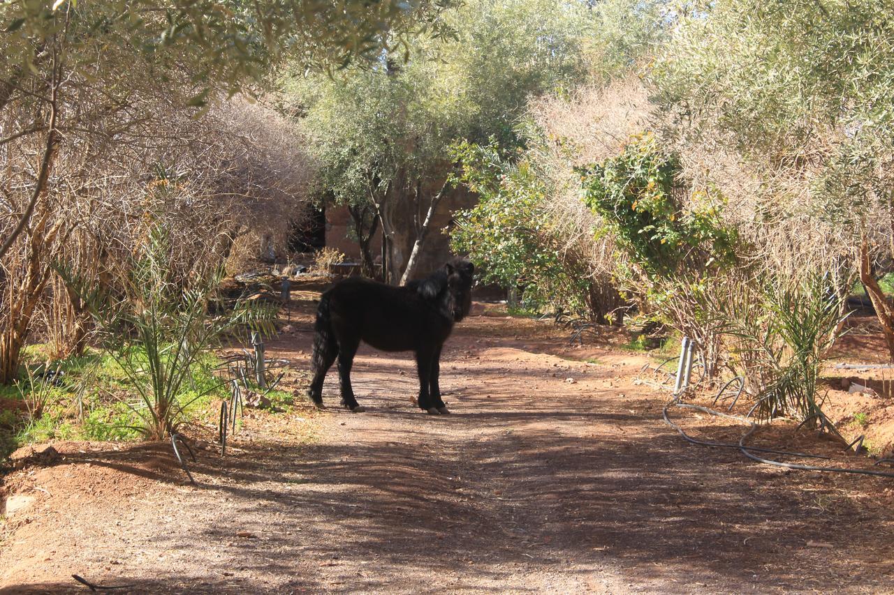 Dar Alfourssane Ferme D'Hote Varzazat Dış mekan fotoğraf