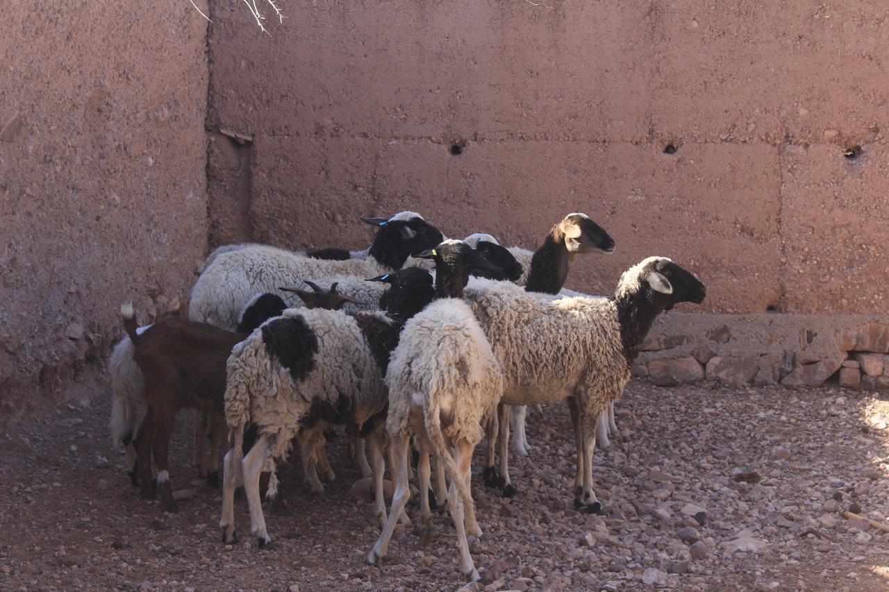 Dar Alfourssane Ferme D'Hote Varzazat Dış mekan fotoğraf