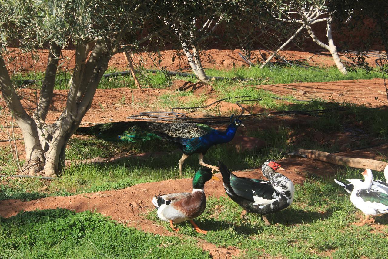 Dar Alfourssane Ferme D'Hote Varzazat Dış mekan fotoğraf